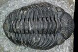 Pedinopariops Trilobite - Mrakib, Morocco #126319-3